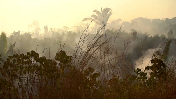 Kampf um die Amazonas-Wälder Kampf um die Amazonas-Wälder