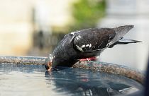 Dünya Sağlık Örgütü uyardı: İçme sularında mikroplastik bulundu, sağlığa etkileri araştırılsın