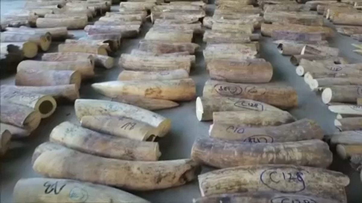 Peritos adiam proibição total do comércio de marfim 