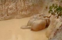 Elefantes lutaram na lama pela sobrevivência