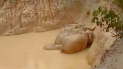 شاهد: إنقاذ 5 فيلة من وسط حفرة عميقة في ماليزيا