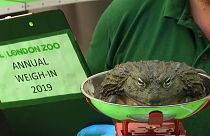 Pesagem anual dos animais no zoo de Londres