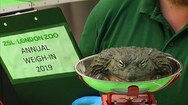 Mérlegre állított állatok Mérlegre állított állatok