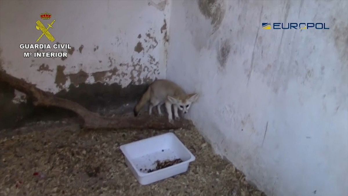 شاهد: الكشف عن عصابة لتهريب الحيوانات النادرة في إسبانيا