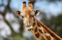 La cause des girafes d'Afrique entendue