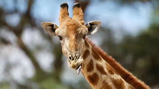 Мировое сообщество защитит жирафов