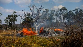 G7: спасти леса Амазонии