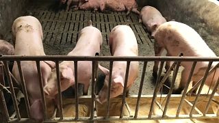 Price of pork meat rose 40% in China due to African swine fever disease