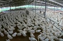 En Chine, le marché de la volaille profite de la fièvre porcine africaine