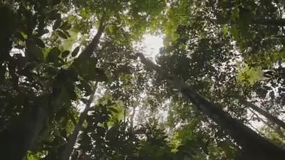 Amazonas-Regenwald brennt: EU drängt Brasilien zum Handeln