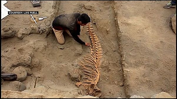 بقايا أحد حوتيْ العنبر اللذان اكتشافا في بيرو بقايا أحد حوتيْ العنبر اللذان اكتشافا في بيرو