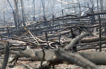 Área de selva amazónica arrasada por las llamas