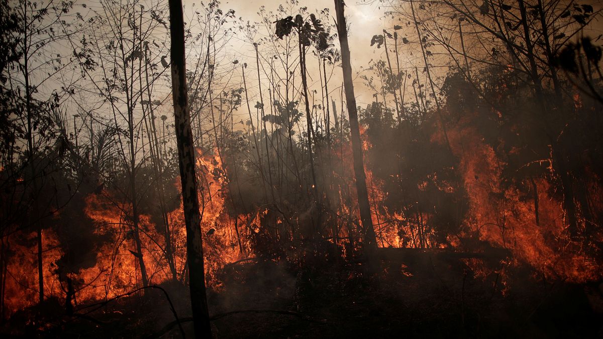 Bolsonaro mobilises Brazilian army to combat Amazon fires