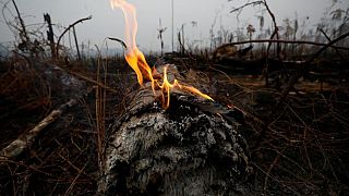  آتش‌سوزی جنگل‌های آمازون؛ ارتش برزیل به یاری آتش‌نشانان می‌شتابد
