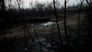 El fuego sigue devorando cientos de miles de hectáreas en el Amazonas