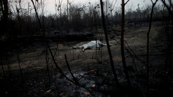 El fuego sigue devorando cientos de miles de hectáreas en el Amazonas El fuego sigue devorando cientos de miles de hectáreas en el Amazonas