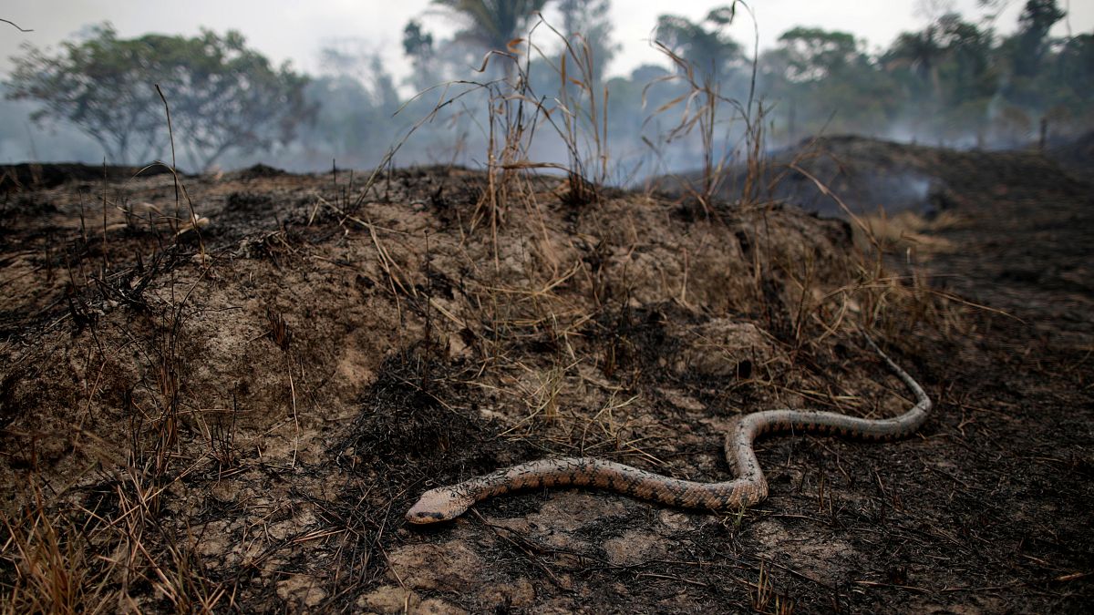 شاهد: ثعابين الأمازون الناجية من جحيم الحرائق