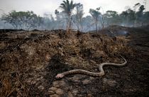 El G7 moviliza millones de dólares para combatir los incendios en la Amazonia