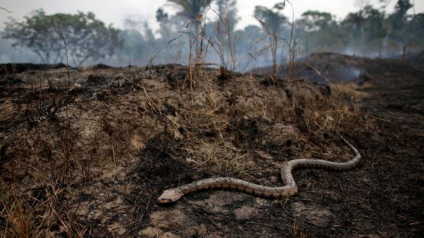 El G7 moviliza millones de dólares para combatir los incendios en la Amazonia El G7 moviliza millones de dólares para combatir los incendios en la Amazonia