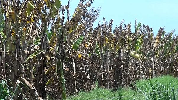Un hongo devastador amenaza la industria bananera colombiana Un hongo devastador amenaza la industria bananera colombiana