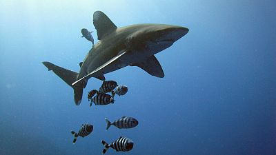 فيديو: اتفاق دولي على حماية أسماك القرش والشفنين