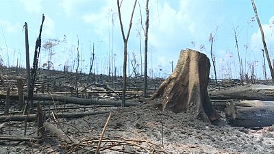 Firefighters tackle blaze in devastated Amazon rainforest