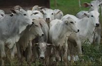 Finlandia amenaza a Brasil con suspender las importaciones de vacuno