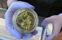 عينة من نبات القنب في إحدى المخابر الامريكية.