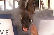 Криотерапия для скакунов