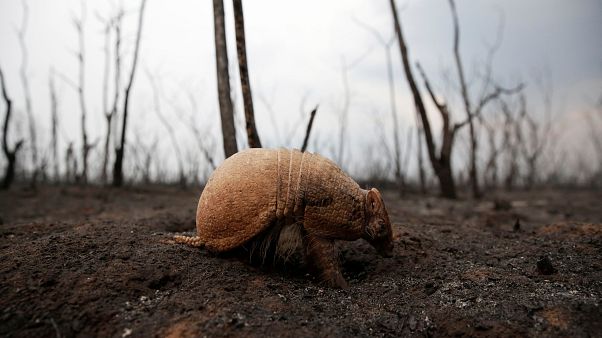 Incendios en Bolivia: crece la tensión en medio de campañas electorales y búsqueda de responsables Incendios en Bolivia: crece la tensión en medio de campañas electorales y búsqueda de responsables