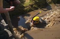 Mud, sweat and cheers for bogsnorkelling's triple winner
