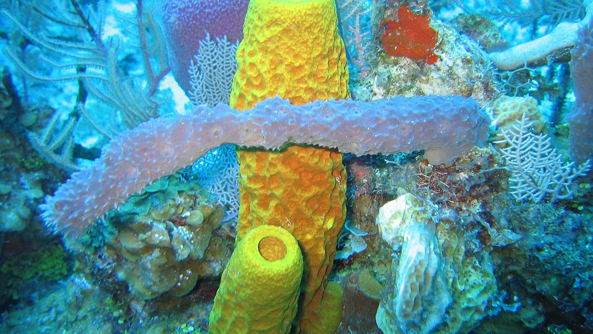 Distintos tipos de esponjas marinas en una imagen captada en aguas de las Islas Caimán