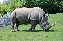 شاهد: بعد انقراض الذكور...عملية تلقيح صناعي لأنثى وحيد القرن تحيي آمال بقائها