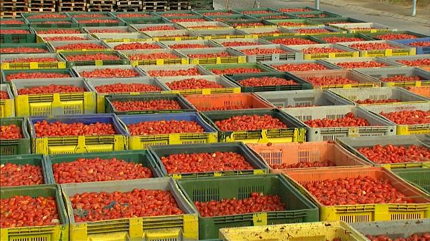 Todo listo para la Tomatina, la fiesta más internacional de Buñol Todo listo para la Tomatina, la fiesta más internacional de Buñol