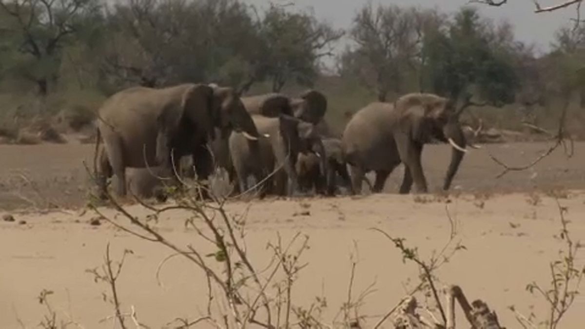 Vadon élő elefántok eladása tilos!