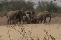 Limites à captura de elefantes selvagens para venda a zoos