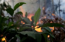 Пожар поссорил Болсонару с Макроном