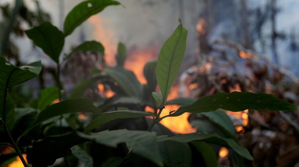 Пожар поссорил Болсонару с Макроном Пожар поссорил Болсонару с Макроном