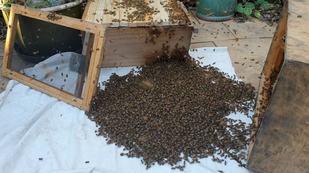 زنبورهای عسل در معرض نابودی؛ اروپا ناتوان در اتخاذ اقدامات اساسی
