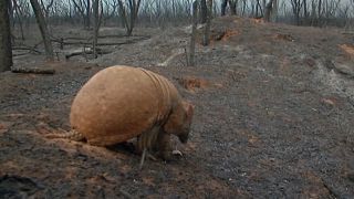 Forest floor scattered with ash and dead animals as Bolivia battles its own vast Amazon fires