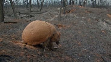 فيديو لحيوان المُدرع متنقلاً في غابة بوليفية حوّلتها الحرائق إلى رماد  