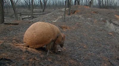 فيديو لحيوان المُدرع متنقلاً في غابة بوليفية حوّلتها الحرائق إلى رماد