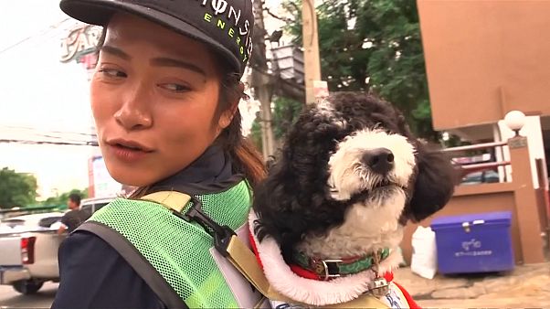 Son chien sur le dos, elle nettoie les rues de Bangkok Son chien sur le dos, elle nettoie les rues de Bangkok