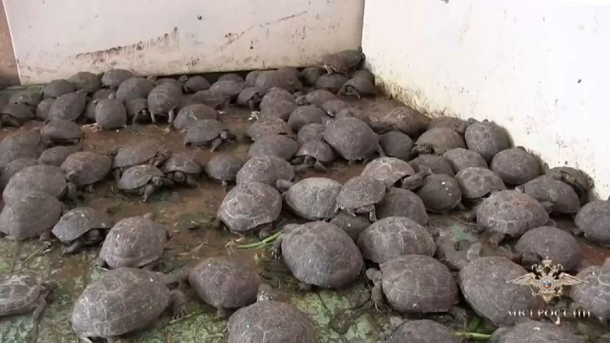 Следователи МВД выкормили и выпустили на волю более 4 тыс. черепах