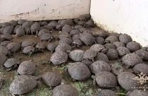 Χιλιάδες χελώνες κρυμμένες σε λάχανα