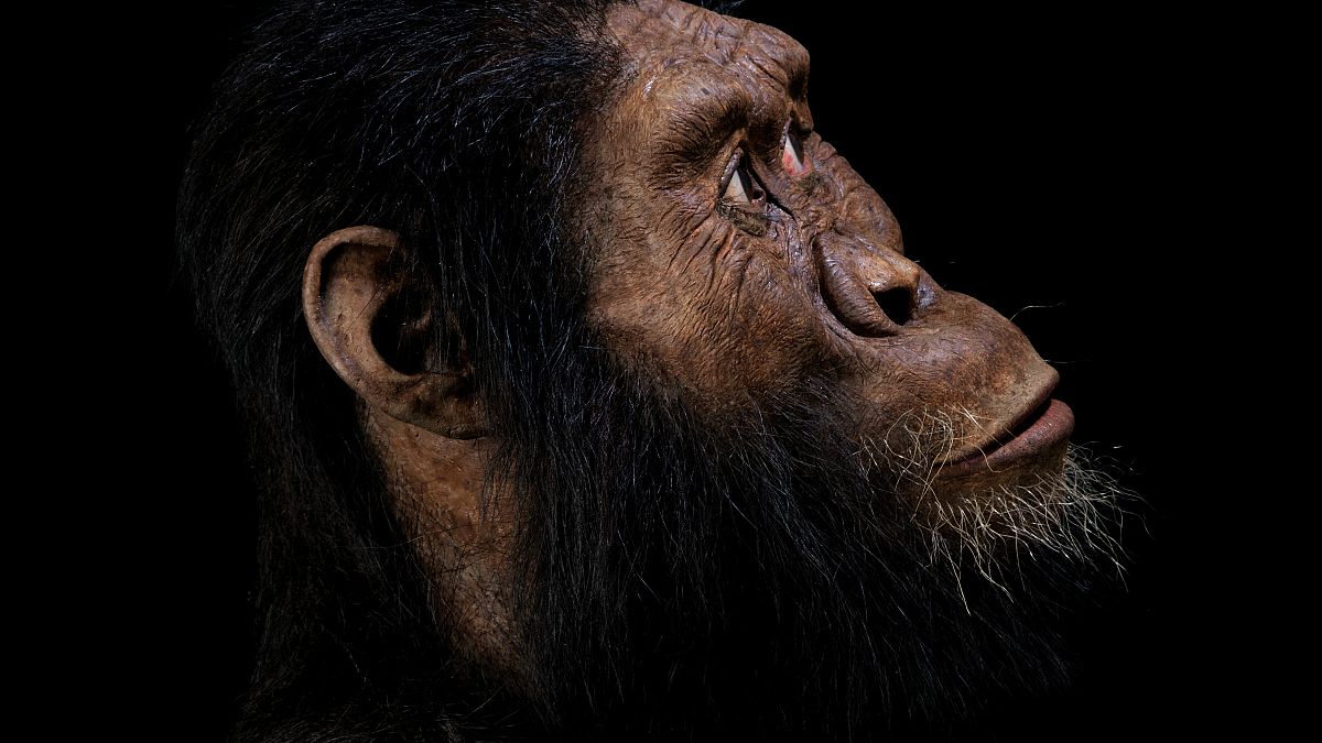 El descubrimiento de un fósil revela el rostro del antepasado humano más antiguo