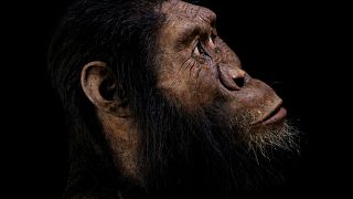 El descubrimiento de un fósil revela el rostro del antepasado humano más antiguo