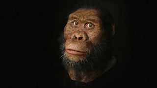 Descoberta fóssil revela rosto de antepassado humano