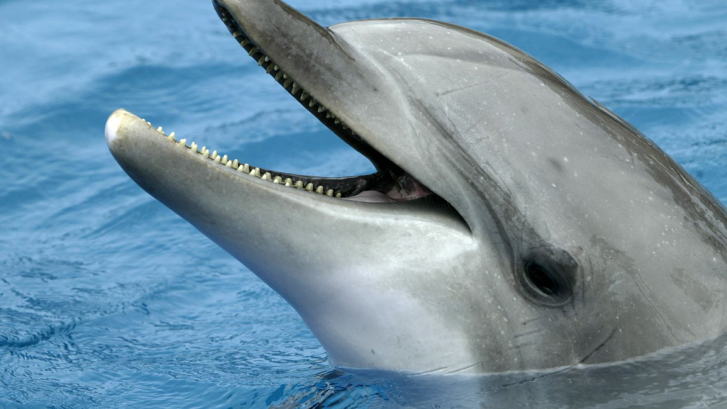 Swimming with Hawaii's spinner dolphins is now banned