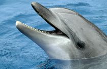 Bottle-nose dolphin population in New Zealand's Bay of Islands has been in decline since 1999.